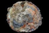 Colorful Petrified Wood Round - Madagascar #67681-3